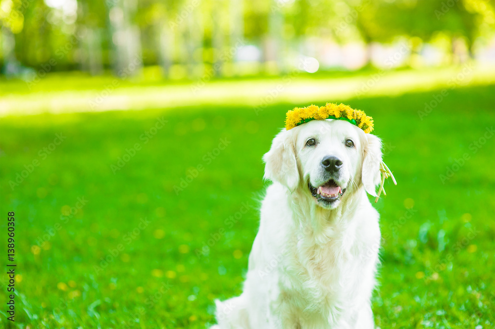 Golden retriever dog with a wreath of flowers on its head Golden retriever dog with a wreath of flowers on its head