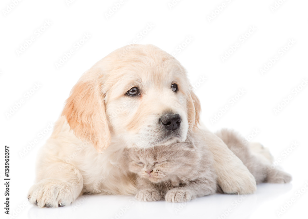 Golden retriever puppy embracing kitten. isolated on white background