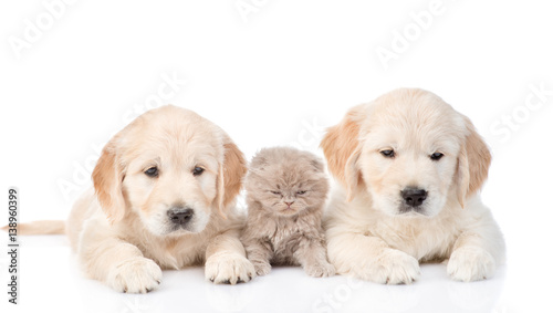 little kitten lies between two golden retriever puppies. isolated on white background