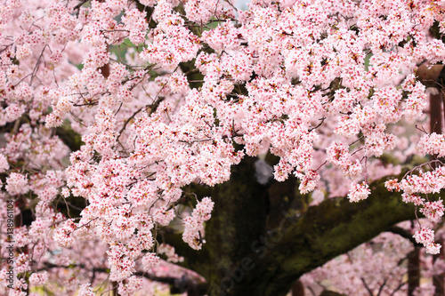 日本の風景-桜