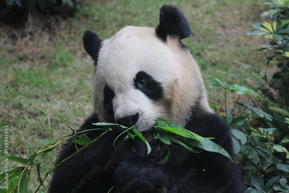 Male panda in Macau, his name is Kai Kai Male panda in Macau, his name is Kai Kai