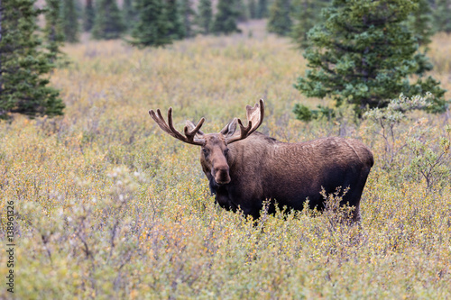 Fototapeta Naklejka Na Ścianę i Meble -  Alaska Yukon Bull Moose in Velvet