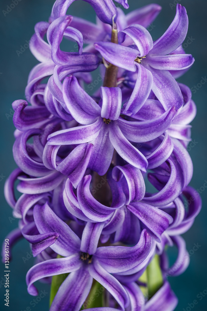 Violet hyacinth flower Violet hyacinth flower