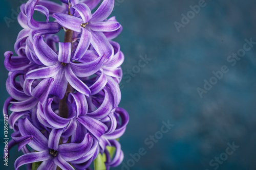 Violet hyacinth flower