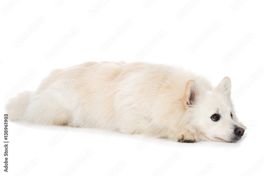 Obraz premium Entspannter Hund