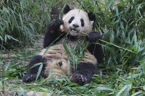 Fototapeta Naklejka Na Ścianę i Meble -  Panda in Chengdu Panda Base