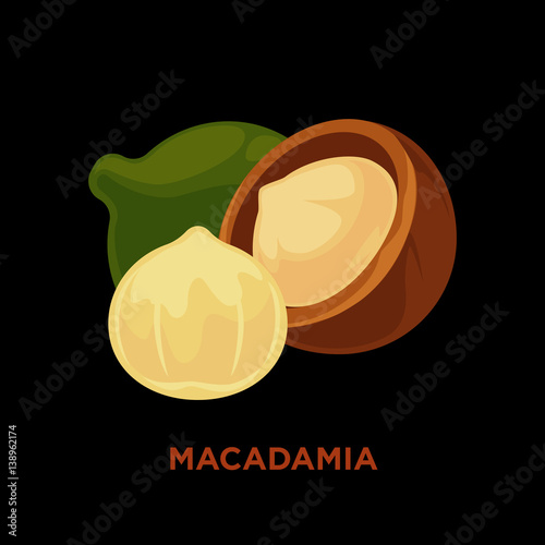 Macadamia nut isolated on white.