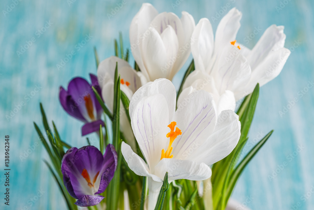 Fresh spring flowers crocuses Fresh spring flowers crocuses