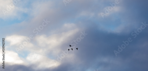Wild geese flying across morning sky 