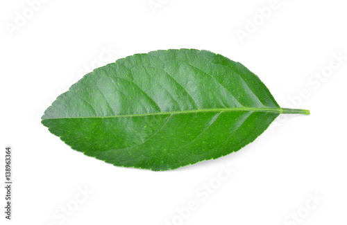 Lemon leaves isolated on white