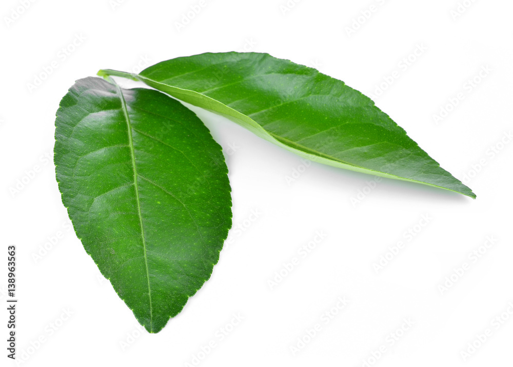 Obraz premium Lemon leaves isolated on white