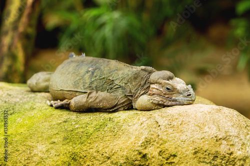The rhinoceros iguana (Cyclura cornuta) sleeping on rock. © Konstantin Aksenov