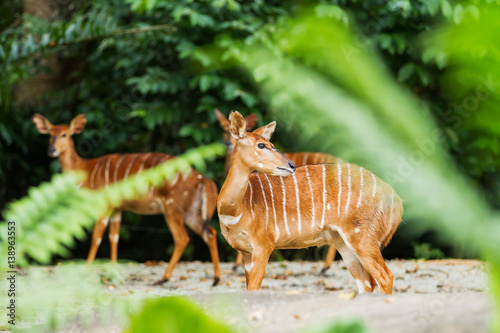 Sitatunga or marshbuck (Tragelaphus spekii) is a swamp-dwelling antelope. Female. Singapore.