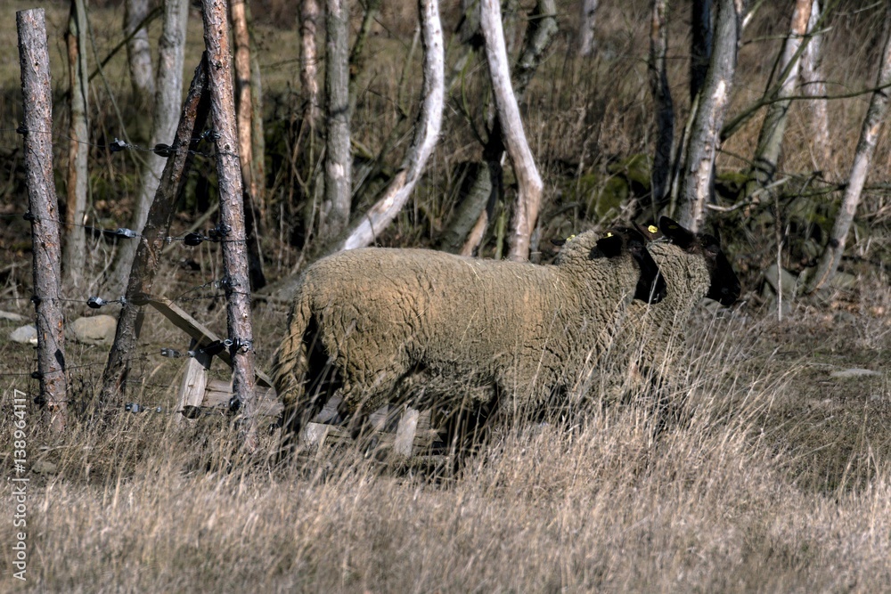 Young sheep graze in a meadow in spring Young sheep graze in a meadow in spring