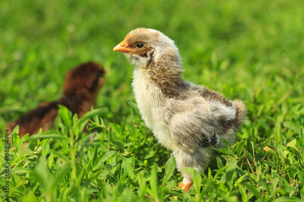 grey and brown thoroughbred chickens grey and brown thoroughbred chickens