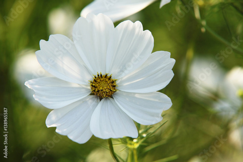 White cosmos