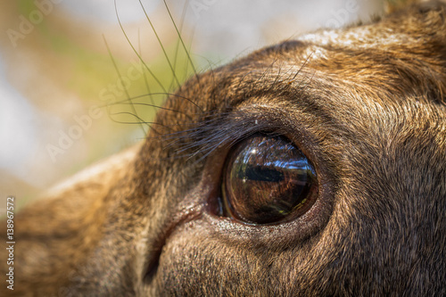 Moose or European elk Alces alces female eye close up photo