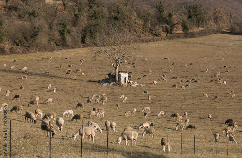 Gregge di pecore al pascolo sul parco nazionale dei Monti Sibillini