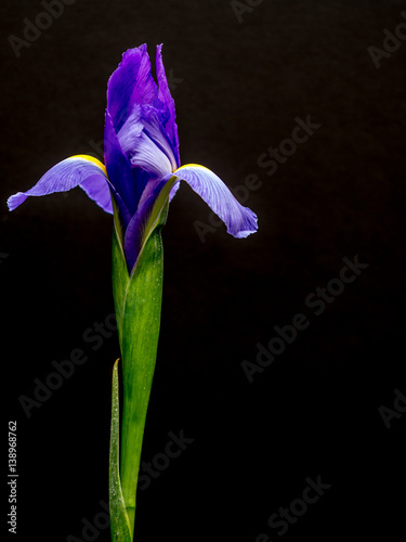 Purple and yellow iris on black copy space