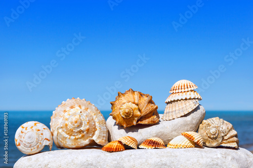 Photography Shells and corals lying on the white stone on a background of blue sky and sea