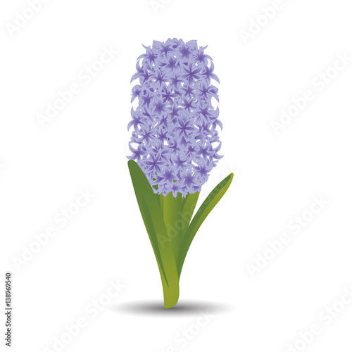 Beautiful purple hyacinth with the effect of a watercolor drawing. Isolated flower on white background. Vector illustration
