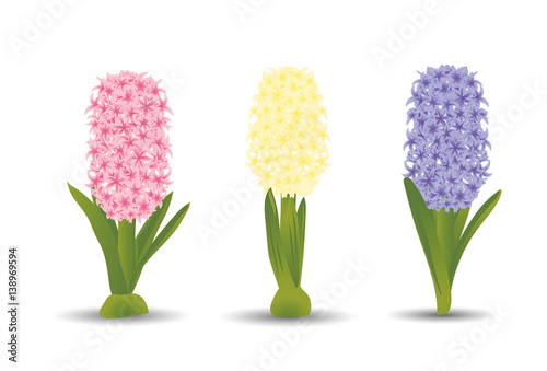 Set of three beautiful hyacinths with the effect of a watercolor drawing. Isolated flowers on white background. Vector illustration
