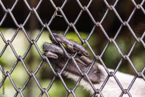 HAND OF A MONKEY IN A CAGE