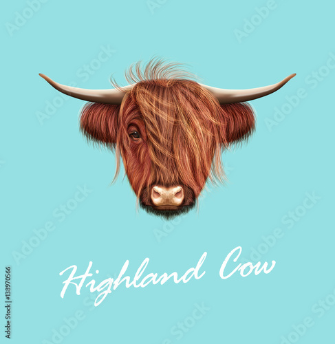 Vector Illustrated portrait of Highland cattle