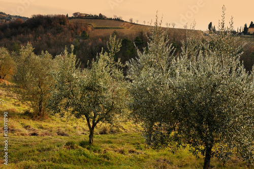 Tuscan olive trees in the countryside near Florence  Italy