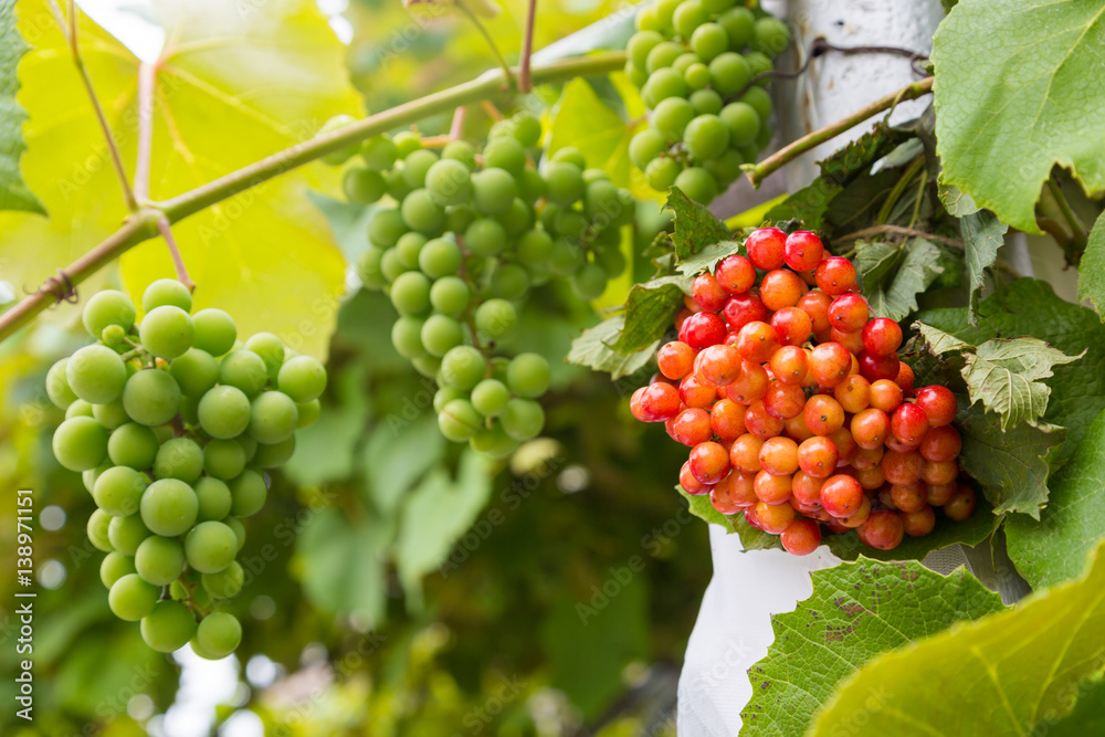 Fototapeta premium Kalina and grapes on a background of green leaves