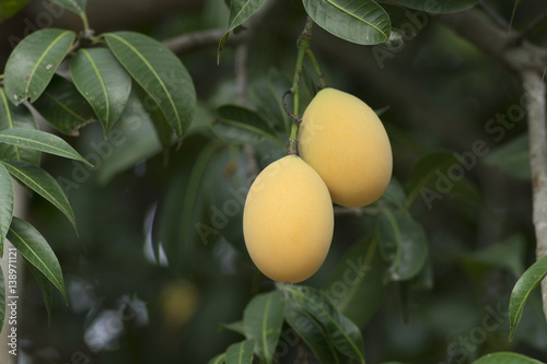 Plango fruit or Marian Plum tropical southeast asia fruit on tree