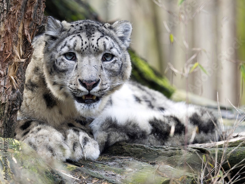 male snow leopard, Uncia uncia, watching the photographer