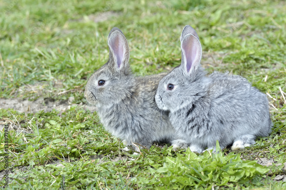 Fototapeta premium Little rabbits sitting outdoors in spring