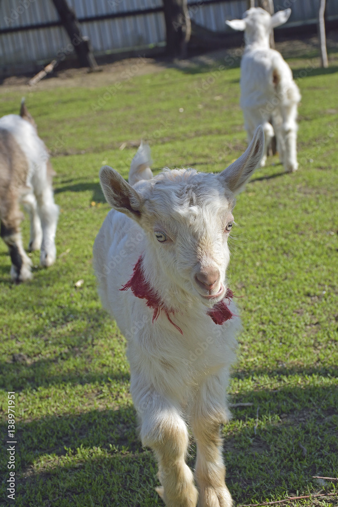 Obraz premium playing little goats