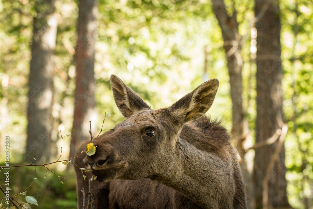 Moose or European elk Alces alces young calf eating leaves in forest