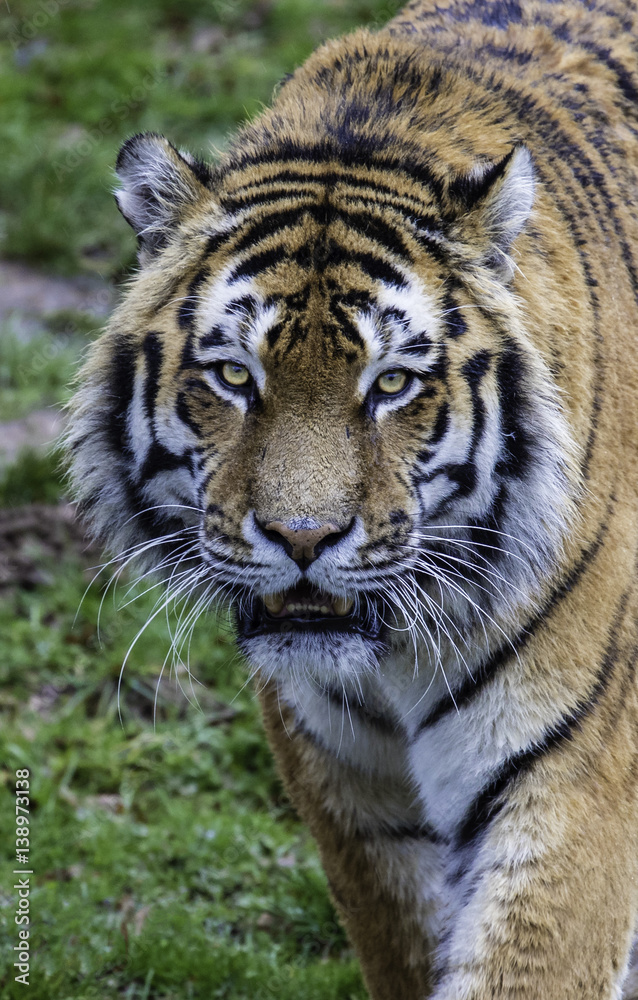 Fototapeta premium Tiger hunting