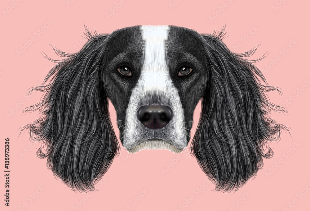 Illustrated Portrait of English Springer Spaniel dog