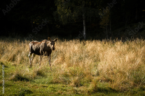Moose or European elk Alces alces female walking through grass photo