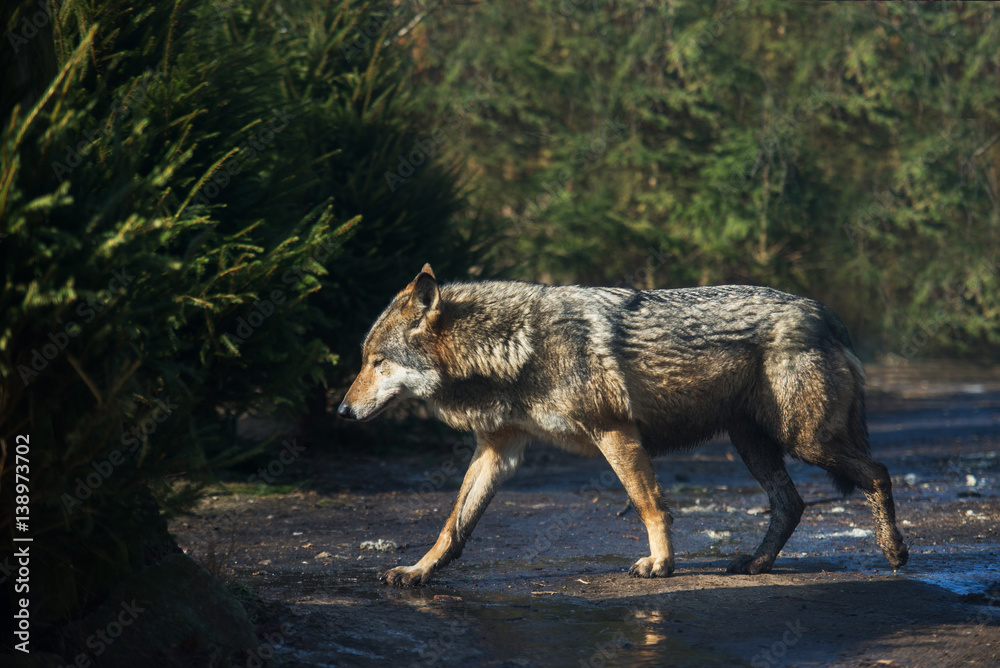 Fototapeta premium wet grey wolf in the forest after the rain