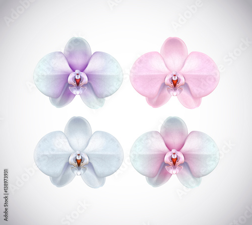 Fototapeta Naklejka Na Ścianę i Meble -  Beautiful white, pink, purple and blue Orchid set flower closeup isolated on background. Collection