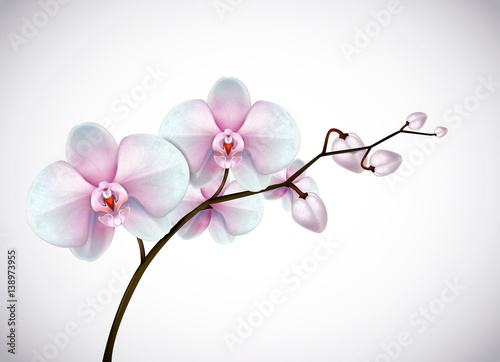 Beautiful three day old white and pink Orchids flowers in branch isolated on background. Orchid flower closeup.