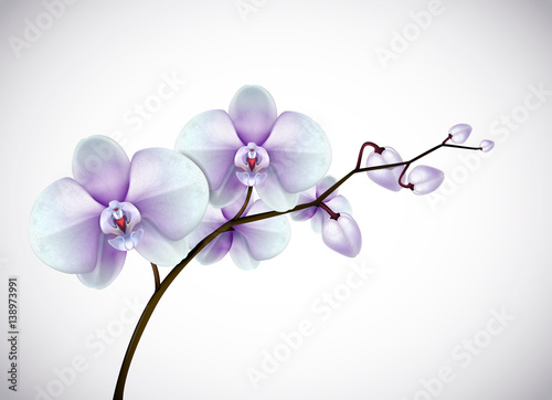 Fototapeta Naklejka Na Ścianę i Meble -  Beautiful three day old white and purple Orchids flowers in branch isolated on background. Orchid flower closeup.