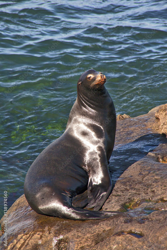 Fototapeta premium Handsome Seals sunning themselves on the Rocks in La Jolla