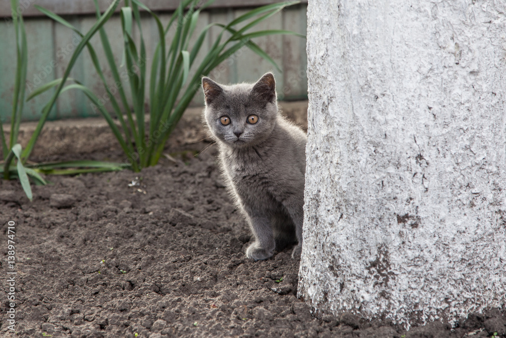 cat cat