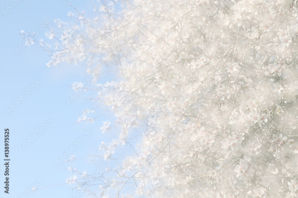 Fototapeta premium double exposure, abstract image of cherry tree