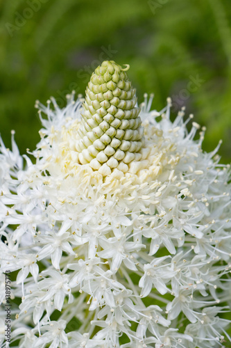 Bear Grass Closeup photo