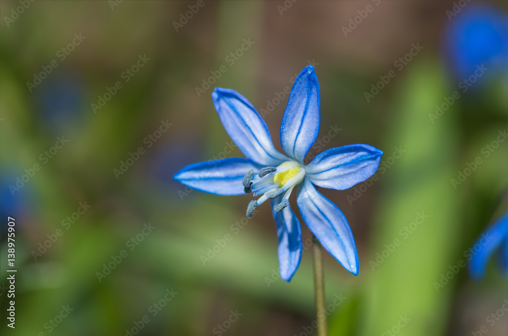 Blue blossom flower spring snowdrop Scilla Squill Blue blossom flower spring snowdrop Scilla Squill