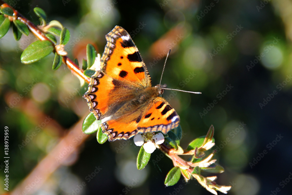 Ein kleiner Fuchsschmetterling Ein kleiner Fuchsschmetterling