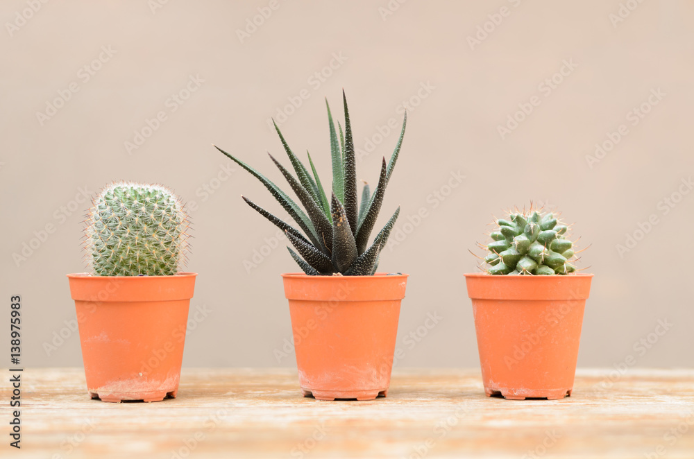 cactus in pot grow high heat put on the table cactus in pot grow high heat put on the table