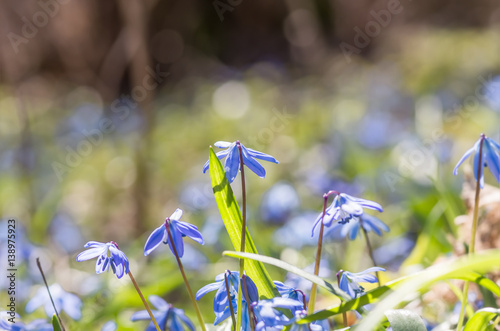 Blue blossom flowers spring snowdrop Scilla Squill © fotolesnik